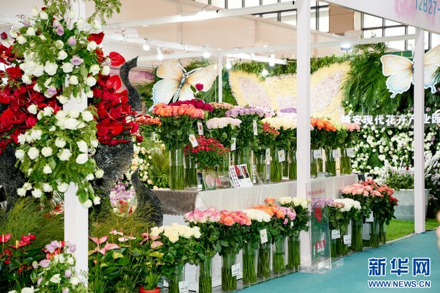 陈列的花卉展示（6月20日摄）。新华网发（周润元 摄）