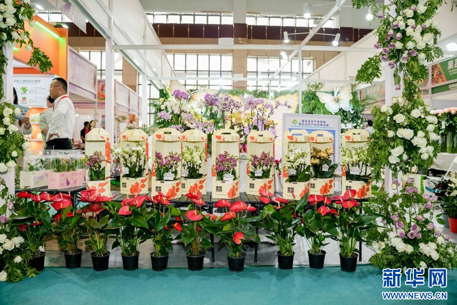 花卉产品展示（6月20日摄）。新华网发（周润元 摄）