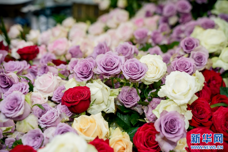 玫瑰花（6月20日摄）。新华网发（周润元 摄）