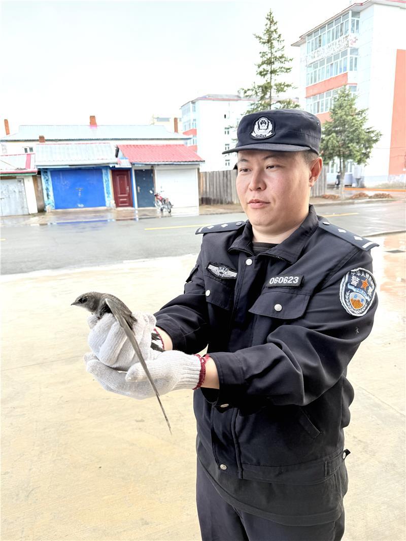 6月23日,民警放飛受傷雨燕。