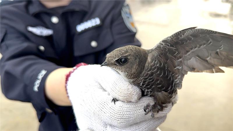 6月21日,民警救助受傷雨燕。