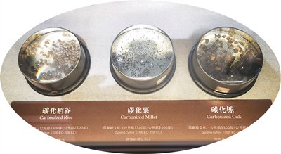 屈家嶺文化碳化稻穀、碳化粟、碳化櫟。本報記者 田豆豆攝