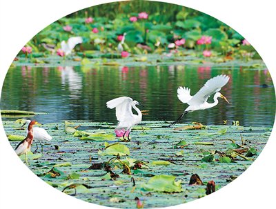 白鷺在衡水湖嬉戲覓食。王鐵良攝