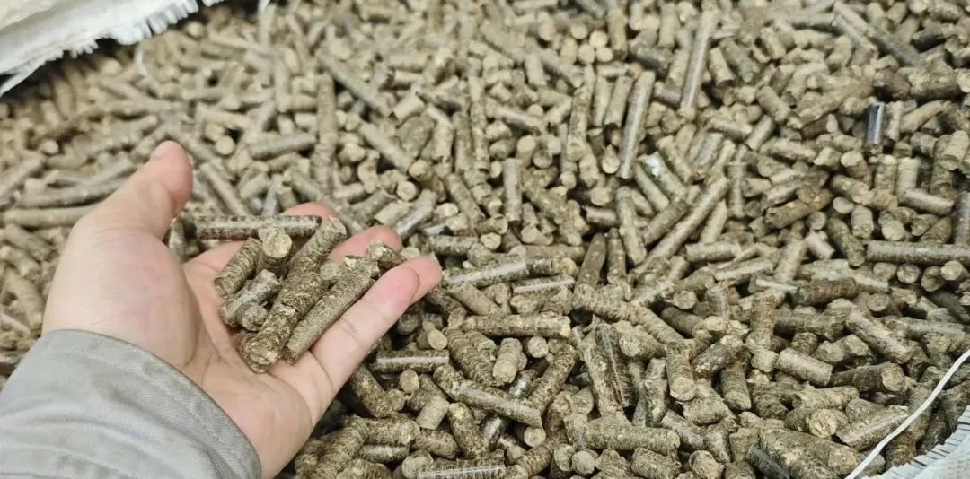 ▲成熟的生物质燃料——芦竹成型颗粒