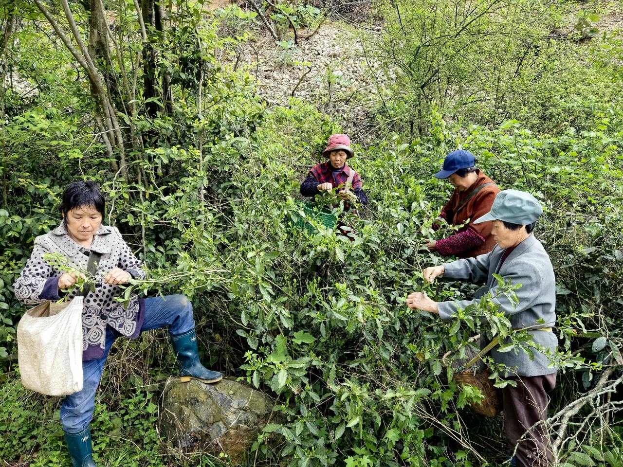茶农正在采茶 杭州清凉峰茶文旅有限公司供图