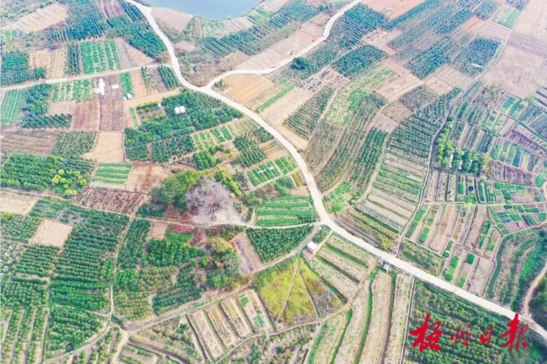 和平粉葛种植基地(资料图) 罗金霞 摄