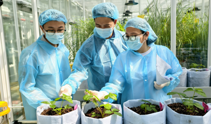 月亮島植物隔離苗圃內,科研人員對「紅羽」草莓苗進行研究。受訪者供圖