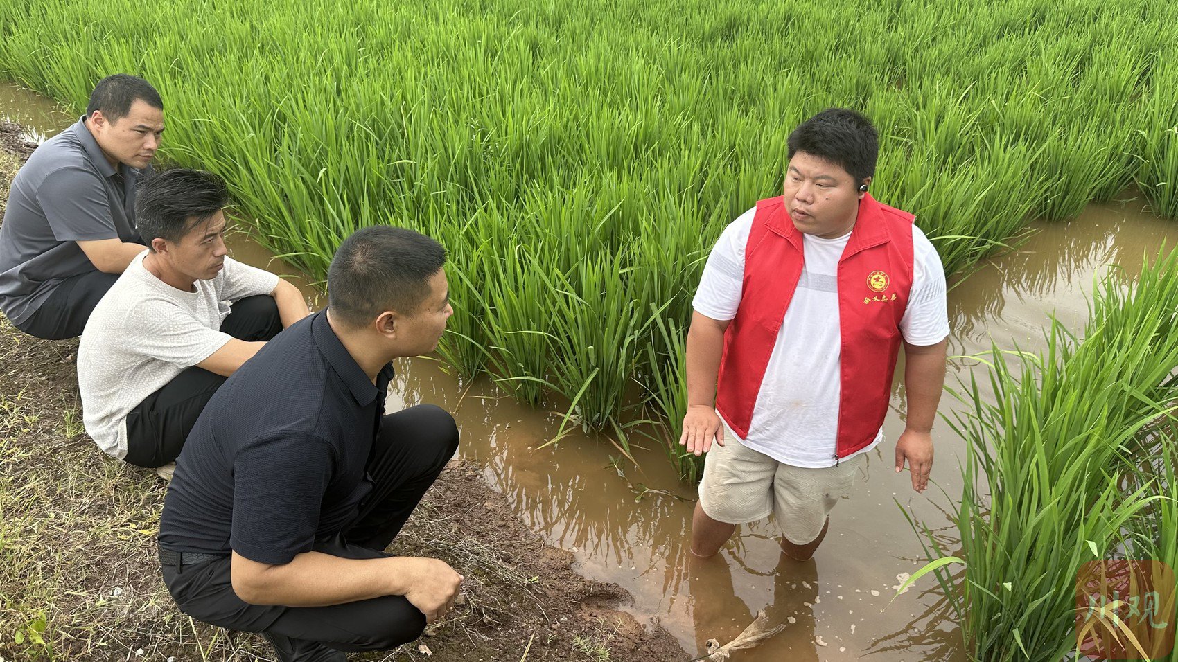 陈强(左三)蹲在田埂上传授小龙虾养殖技巧。张蒙 摄