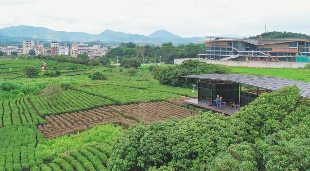 南方电网广东惠州博罗供电局运维人员对柏塘镇“万亩茶园”周边线路开展巡视。廖伟兴 摄