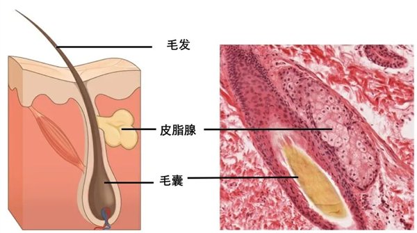 啥是青春期激素 3979-196eefb28936af374d3d8bf71b8d95a9.jpg