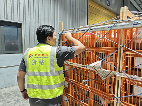 东航物流工作人员高效完成种鸽进港