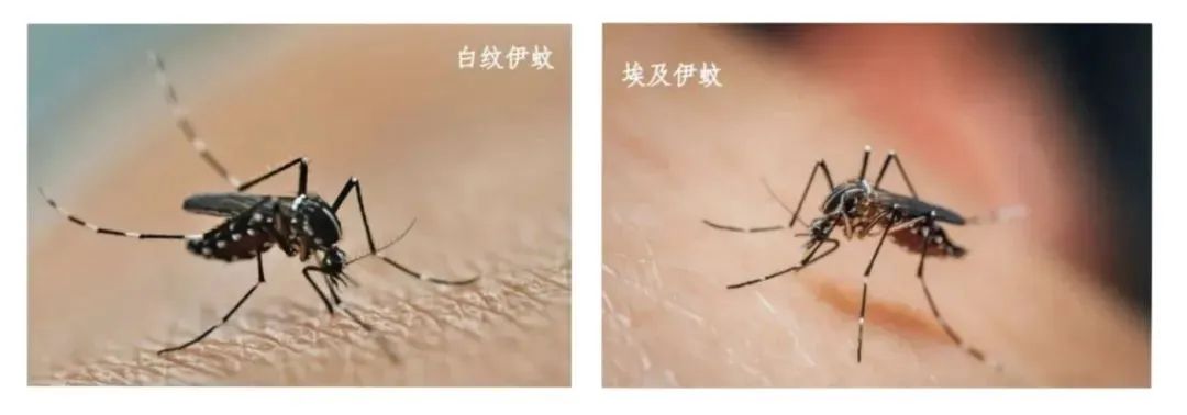 资料图(图片来自广东疾控)