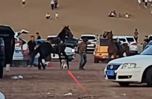 没栓绳的法斗犬景区内咬马致游客坠落:被马飞起一脚踢废