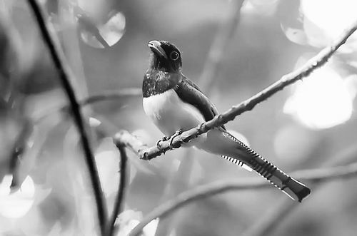 图片来源:LuismiX