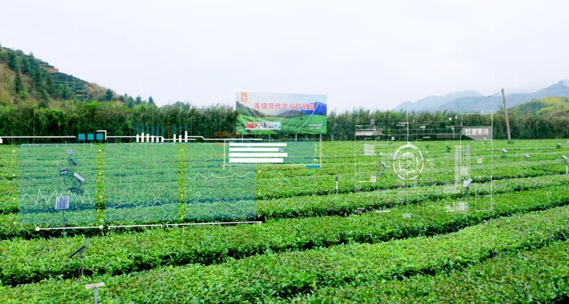 安溪茶园实现数智化管理(图源:安溪融媒)