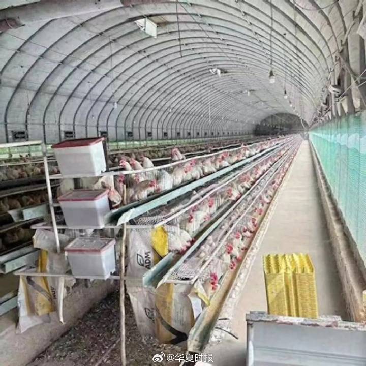 调查!卖价够不上成本价,鸡蛋产地收购价相较高点几近“腰斩”