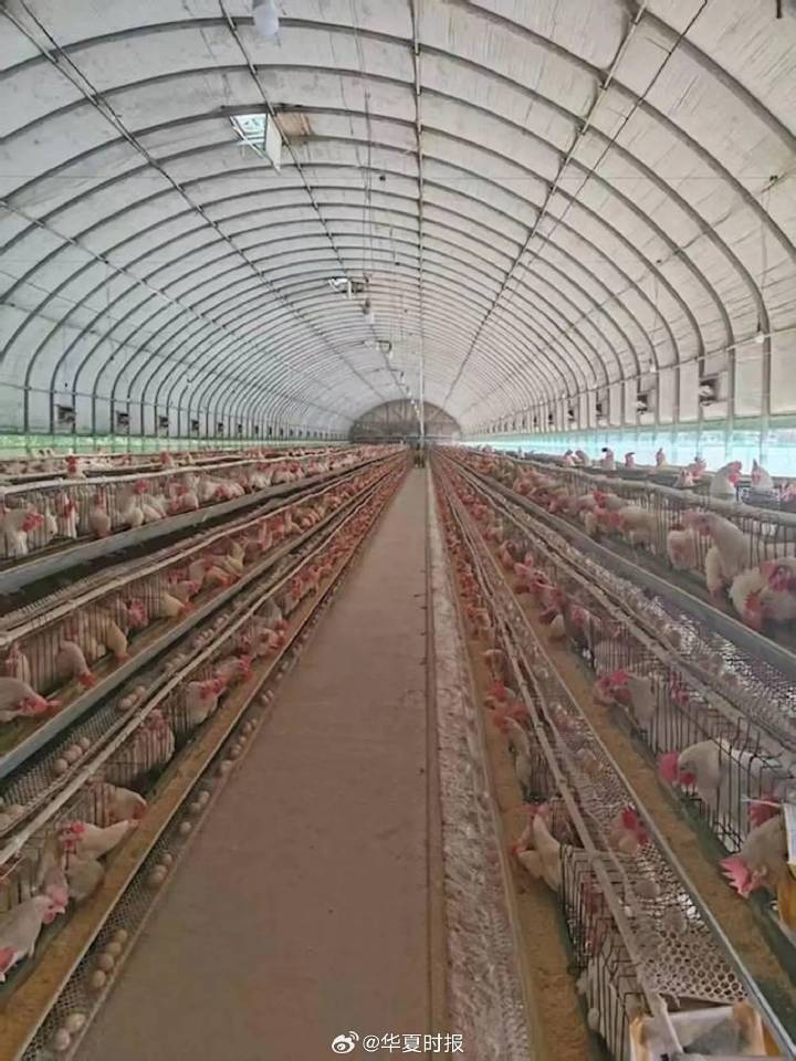 调查!卖价够不上成本价,鸡蛋产地收购价相较高点几近“腰斩”