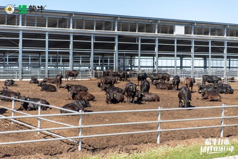 澳亚集团F1代和牛育肥区