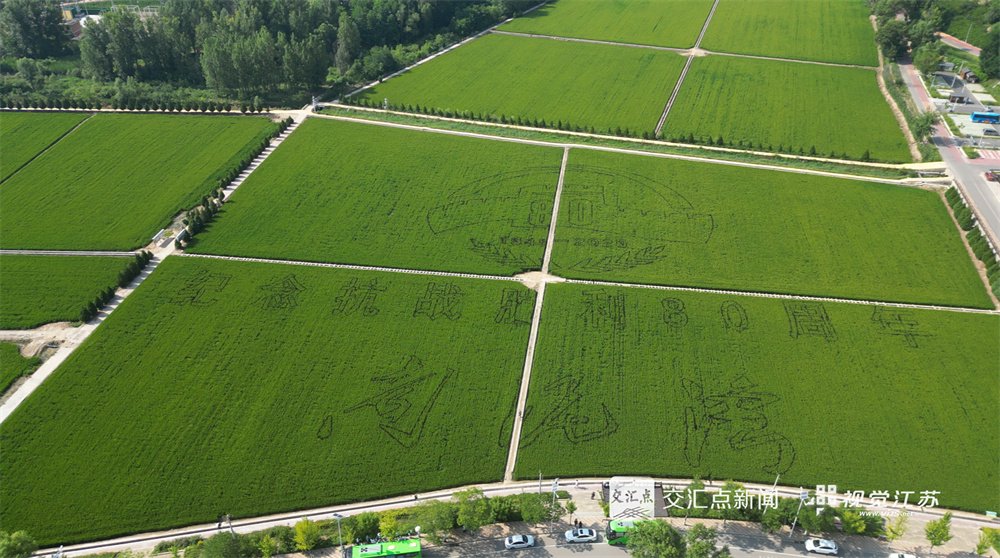 南泥湾风景区的千亩稻田