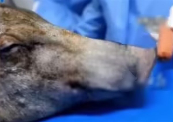 国际首创!猪头离体50分钟后被我国医生“复活”