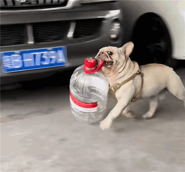 狗狗帮主人捡瓶子卖钱 303b-e4a8bbc5d792e2c31f9b150fb5dd49ac.png