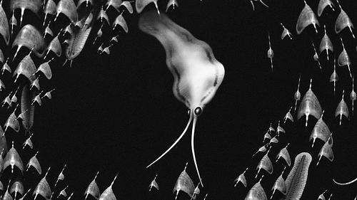 图片来源:Bob Nicholls