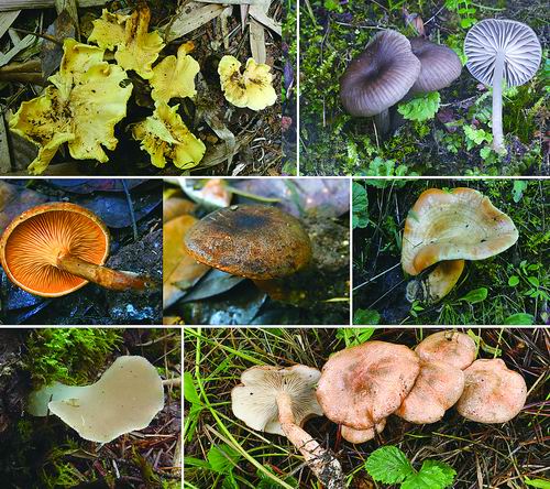 中国科学院昆明植物研究所供图