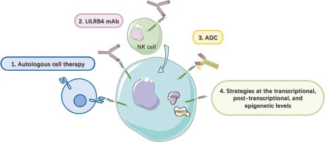 什么叫免疫抑制 b7f0-a7ffff66e24b9f09d48bdb1e5d6ef373.jpg