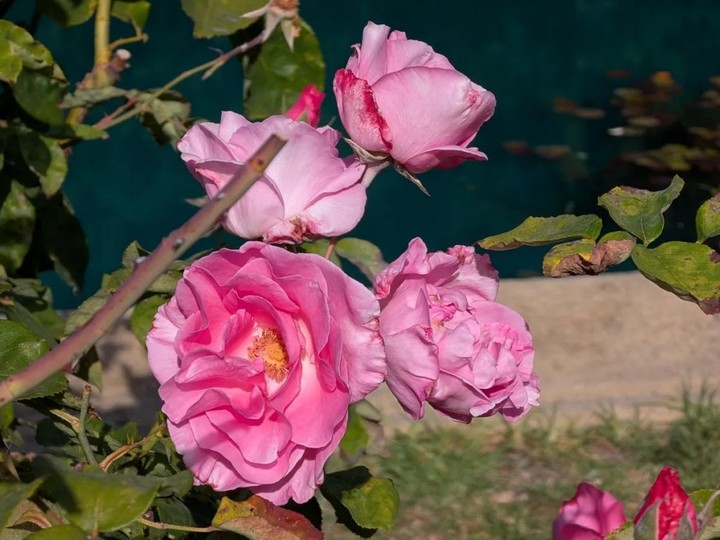 ▲Pixel 10 Pro 5 倍光学变焦,图源:CNET