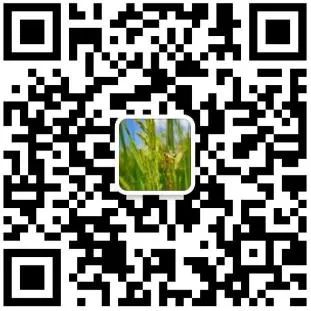 9月2日最低收购价稻谷成交结果