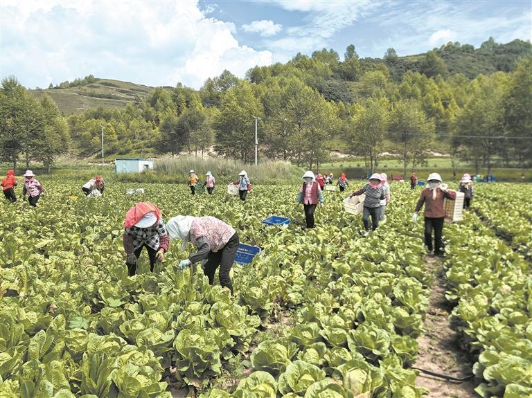 冷凉蔬菜基地收货采摘。本报记者 罗珺 摄