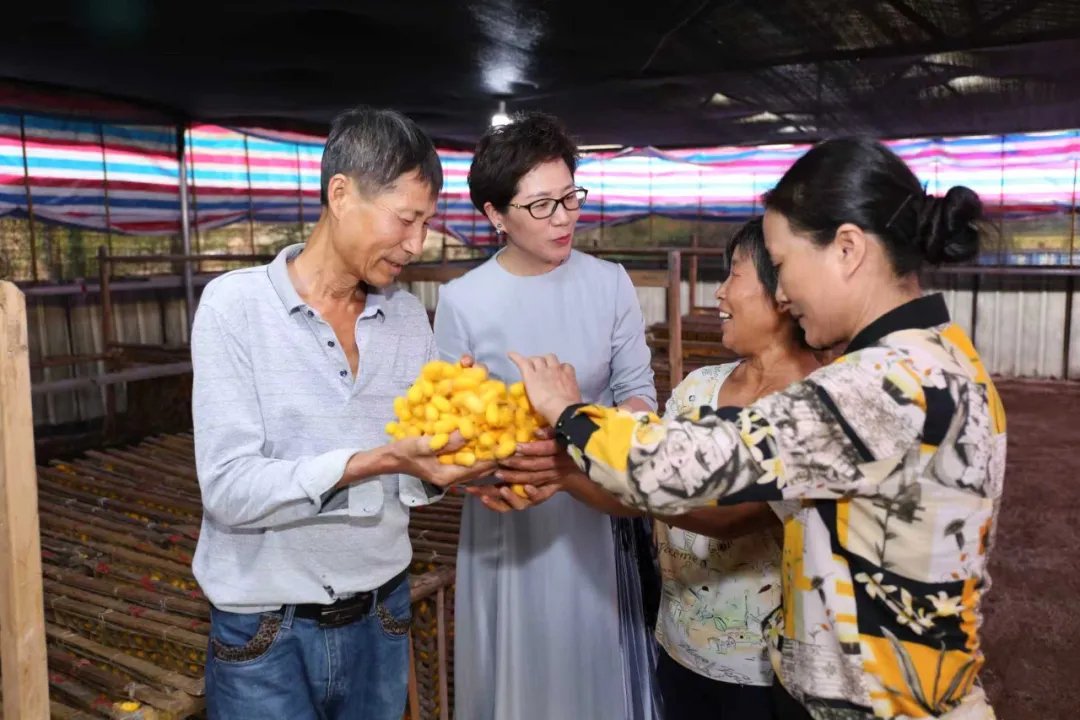 屠红燕与蚕农交流黄金茧养殖情况。(受访对象供图)