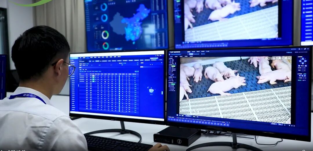 中国“猪群实时守护战”团队监测养猪场情况。受访方供图