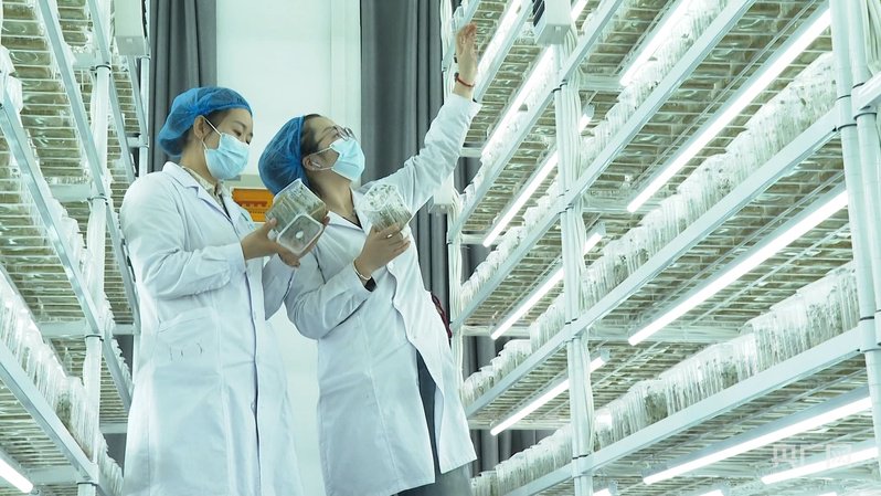 民乐县马铃薯脱毒种薯繁育中心(央广网发 民乐县委宣传部供图)