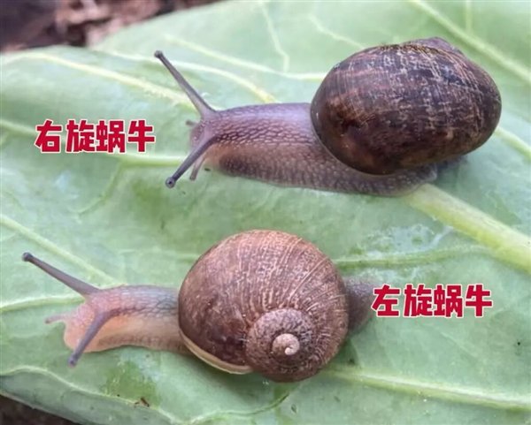 蜗牛怎么生出来的 a79f-ea475c69c4d1b76ec49fc728a33f8322.jpg