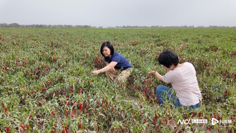 叶嫣（左）在辣椒地里查看情况。南都N视频记者 敖银雪 摄