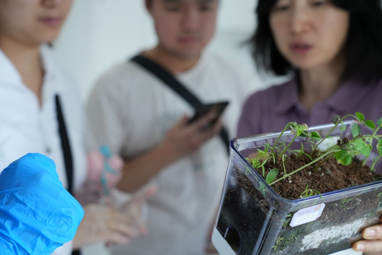 一组埋入菌丝体的小型生态盒吸引了师生目光,盒中种子穿透菌丝体表层顺利发芽