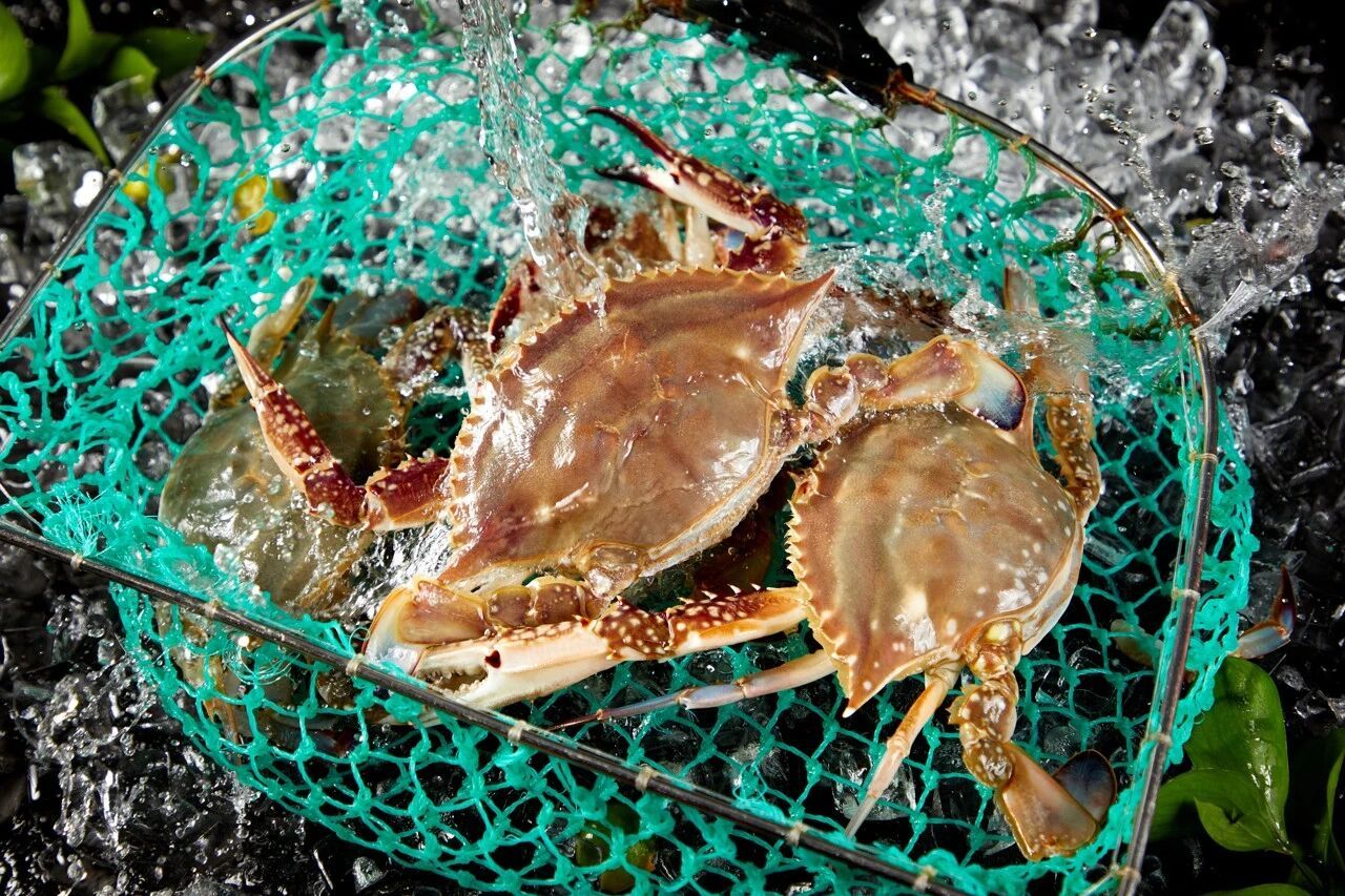 刚死不久的螃蟹,还能吃吗?