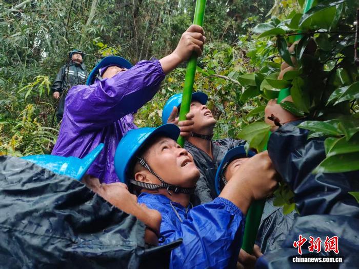 10月6日上午，廣西寧明供電公司桐棉供電所工作人員對10千伏桐棉線開展故障排查途中，清理路上倒伏樹木。黃蕾 攝