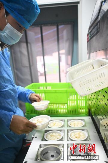 10月9日，在位於甘肅省蘭州市七里河區一百合加工基地內，工作人員進行百合產品生產加工作業。中新社記者 李亞龍 攝