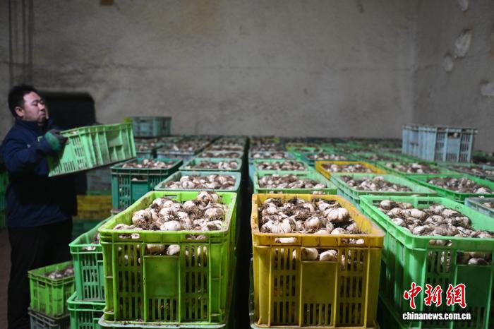 10月9日，在位於甘肅省蘭州市七里河區一百合基地內，工作人員從田間地頭運來新鮮百合入庫。中新社記者 李亞龍 攝