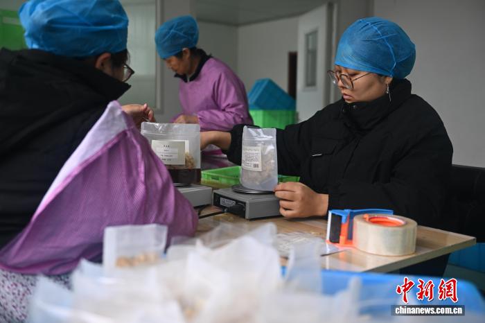 10月9日，在位於甘肅省蘭州市七里河區一百合加工基地內，工作人員進行百合產品生產加工作業。中新社記者 李亞龍 攝