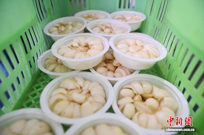 10月9日，在位於甘肅省蘭州市七里河區一百合加工基地內，加工好的新鮮百合等待裝配。中新社記者 李亞龍 攝