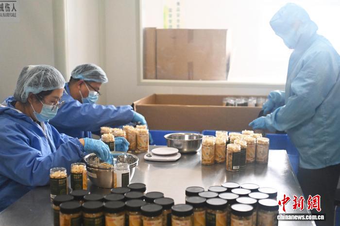 10月9日，在位於甘肅省蘭州市七里河區一百合加工基地內，工作人員進行百合產品生產加工作業。中新社記者 李亞龍 攝