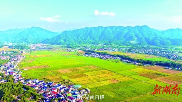 洞阳镇省级粮食生产万亩综合示范片。 (本版图片均由邓霞林 摄)