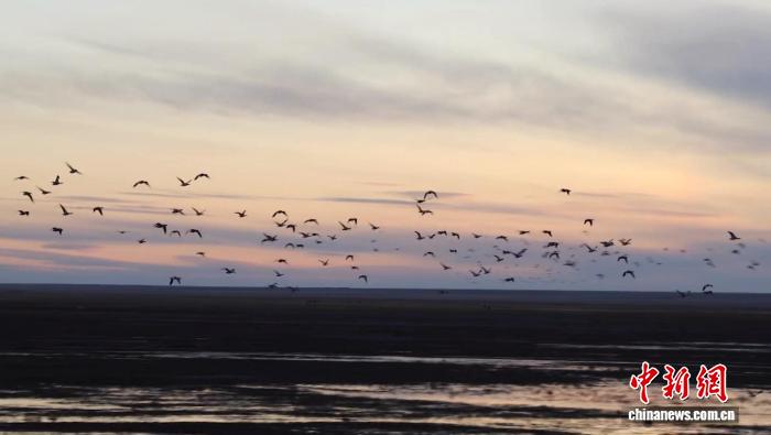 10月9日，內蒙古呼倫巴爾，大批候鳥在呼倫湖國家級自然保護區歇腳。王煊 攝