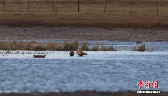 10月9日，內蒙古呼倫巴爾，越來越多雁鴨類候鳥在呼倫湖國家級自然保護區棲息。張東陽攝