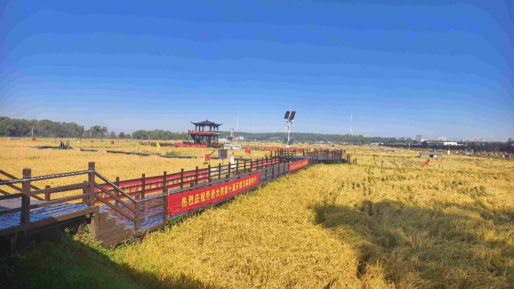 即將收割的水稻