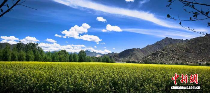 西北農林科技大學團隊攻克西藏油菜種植「寒旱」難題。西北農林科技大學供圖