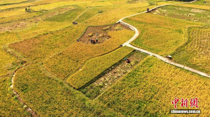 圖為航拍廣西三江侗族自治縣良口鄉南寨村的稻田。龔普康 攝